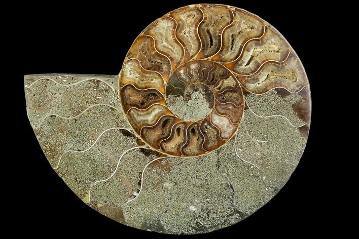 Bargain, Agatized Ammonite Fossil (Half) - Crystal Chambers #111544